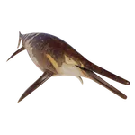 Shonisaurus